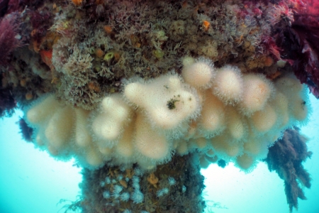 Reef