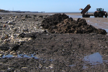 Rocky coastal habitat